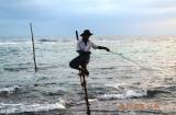 Stilt fishermen in Weligama, Sri Lanka